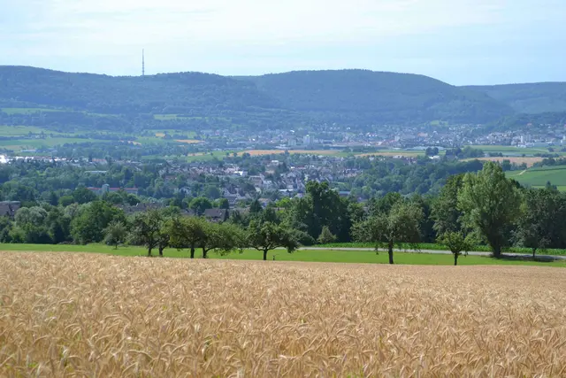 Hinter Bäumen befindet sich Böbingen im Vorderfrund ein Weizenfeld